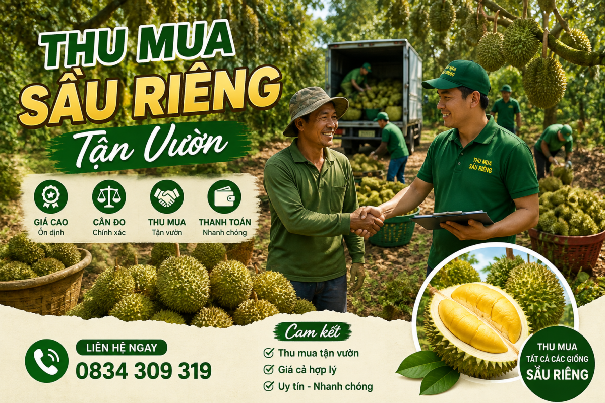 Thu mua sầu riêng tận vườn